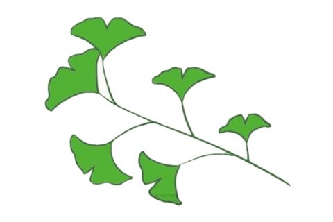 银杏树简笔画完成图