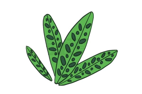 竹芋简笔画图片