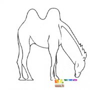 动物简笔画：一只骆驼9