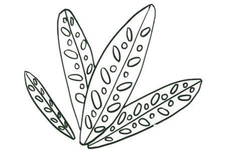 竹芋简笔画图片