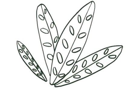 竹芋简笔画图片