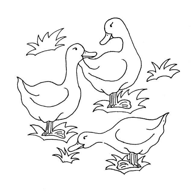 三只鸭子动物简笔画步骤图片大全