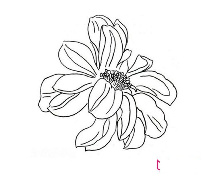 好看的大丽花简笔画