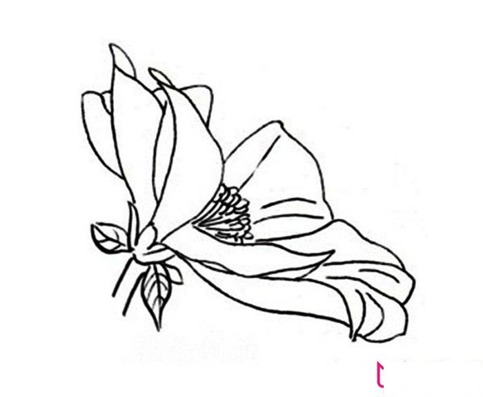 好看的大丽花简笔画