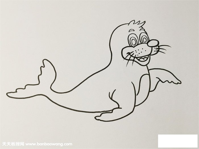 可爱海豹简笔画彩色