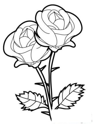 简笔画两朵玫瑰花的具体画法步骤图片教程