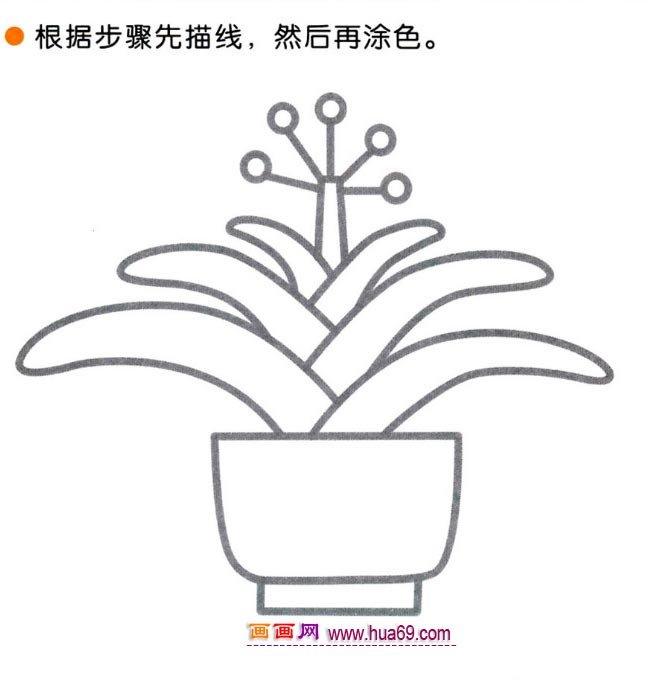 儿童简笔画：四步画君子兰图解教程