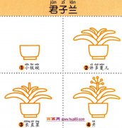 儿童简笔画：四步画君子兰图解教程