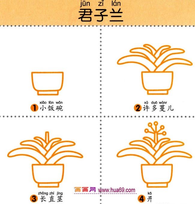 儿童简笔画：四步画君子兰图解教程