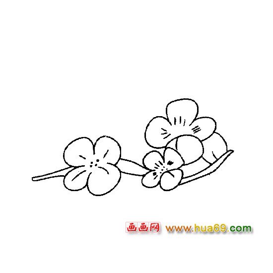 盛开的梅花花卉简笔画