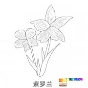 儿童简笔画图片：一株美丽的紫罗兰