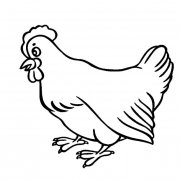 大公鸡动物简笔画步骤图片大全