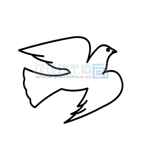 鸽子的简单画法3