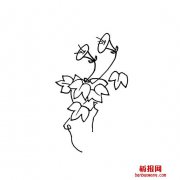 牵牛花画法
