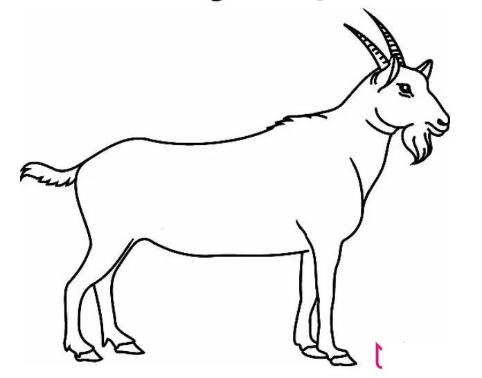 各种小动物的简笔画图片大全,可爱简单小动物简笔画