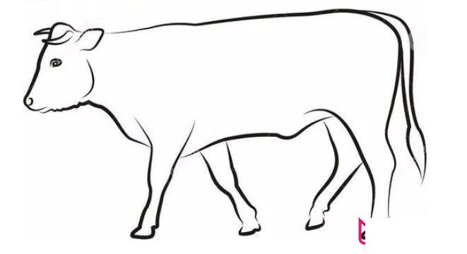 各种小动物的简笔画图片大全,可爱简单小动物简笔画