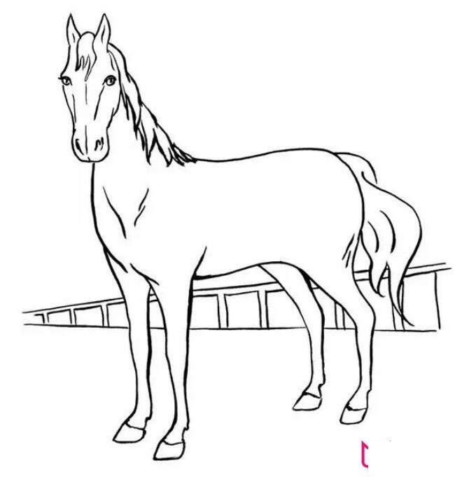 各种小动物的简笔画图片大全,可爱简单小动物简笔画