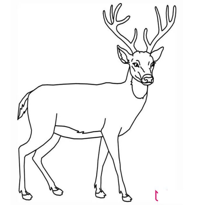 各种小动物的简笔画图片大全,可爱简单小动物简笔画