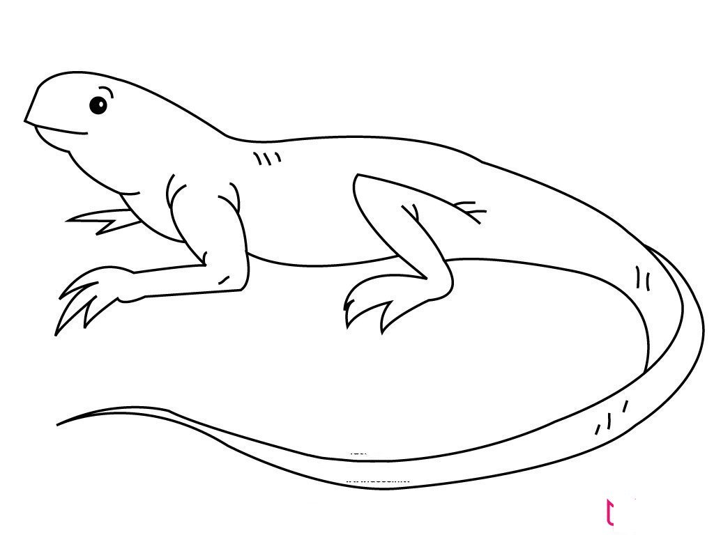 小动物简笔画大全可爱，超全的小动物画法