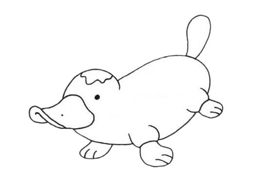 鸭嘴兽简笔画图片