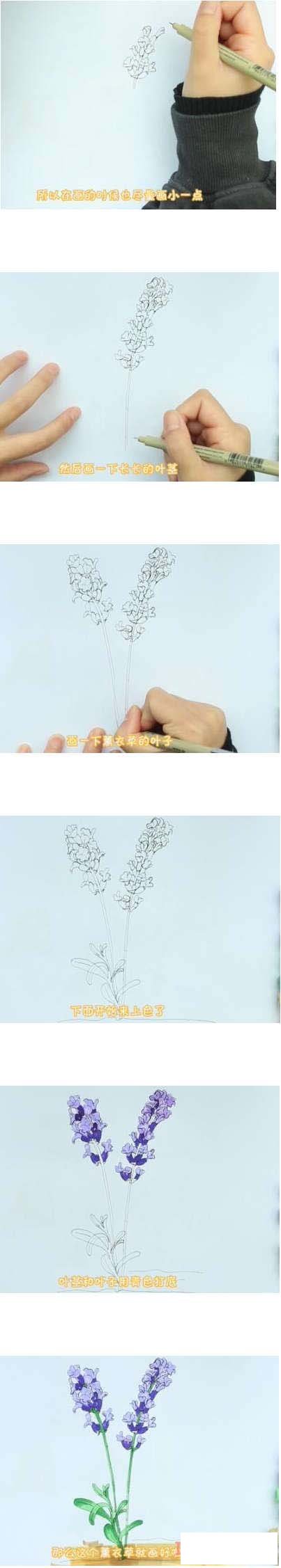 薰草简笔画画法步骤教程涂颜色