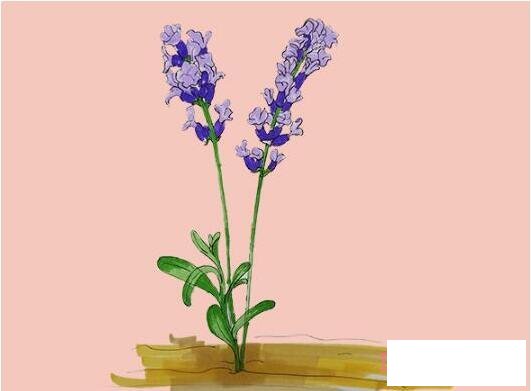 薰草简笔画画法步骤教程涂颜色