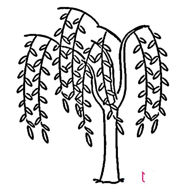 繁茂的柳树简笔画