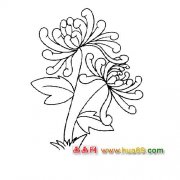 两朵盛开的菊花简笔画