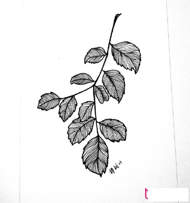 精美的植物简笔画大全，树叶简笔画