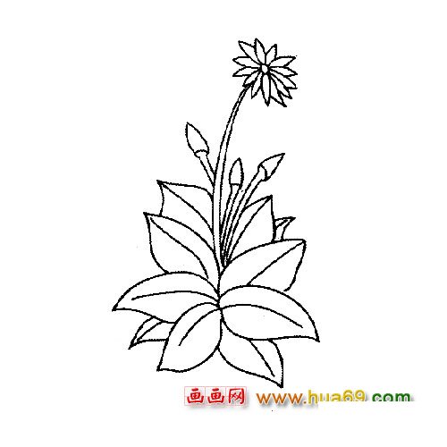 美丽的菊花│花卉简笔画