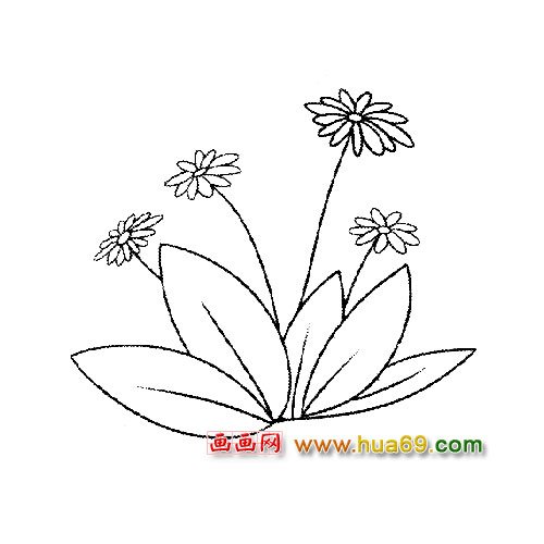 美丽的菊花简笔画