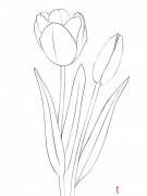 简单的郁金香简笔画图片