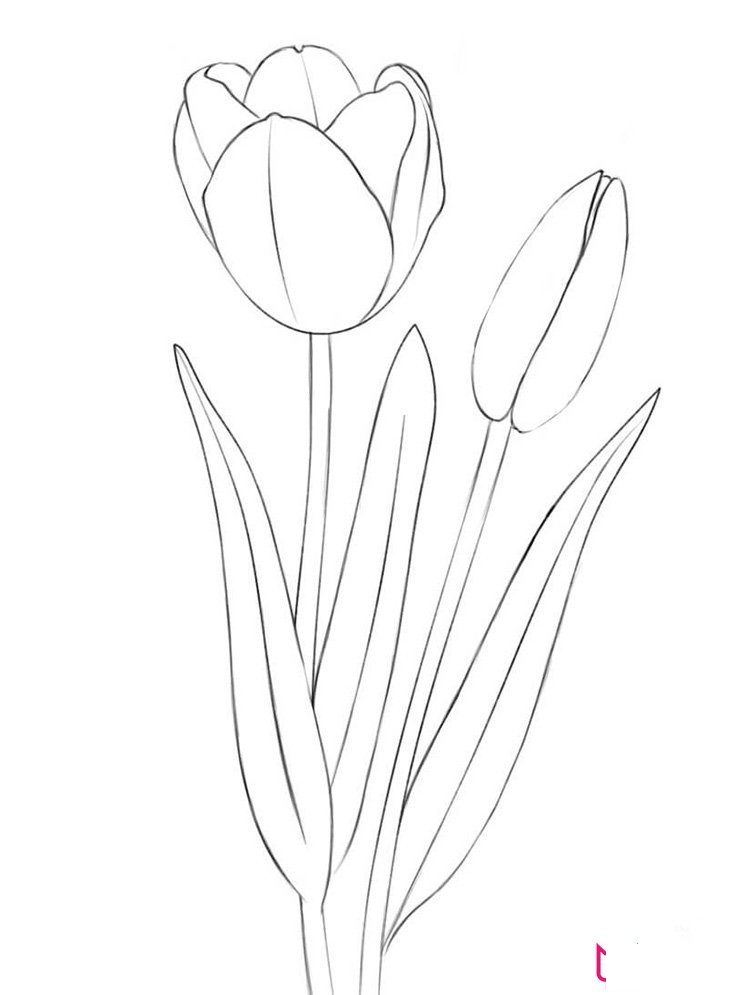 简单的郁金香简笔画图片
