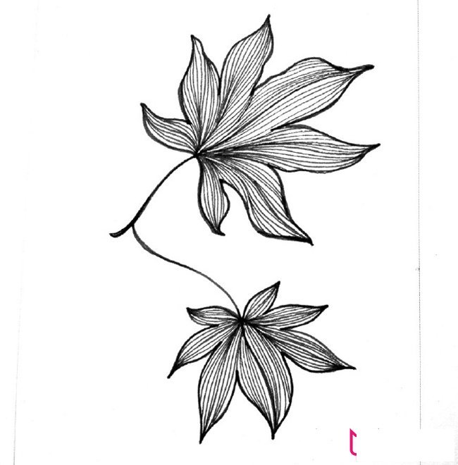 精美的植物简笔画大全，树叶简笔画