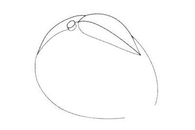 水果简笔画图片