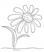 儿童菊花简笔画的简单画法图片