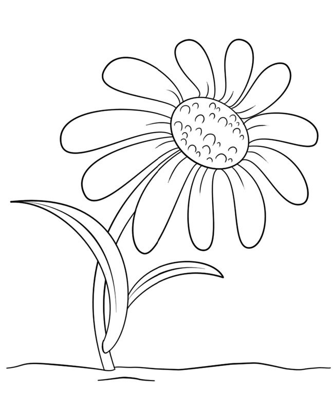 儿童菊花简笔画的简单画法图片