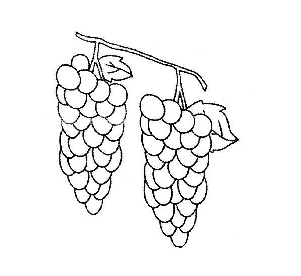 葡萄简笔画图片