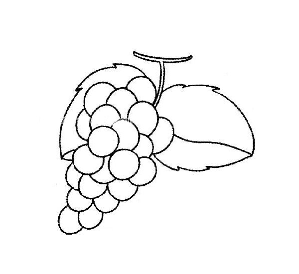 葡萄简笔画图片