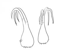 简单的蒜苗简笔画画法