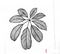 精美的植物简笔画大全，树叶简笔画