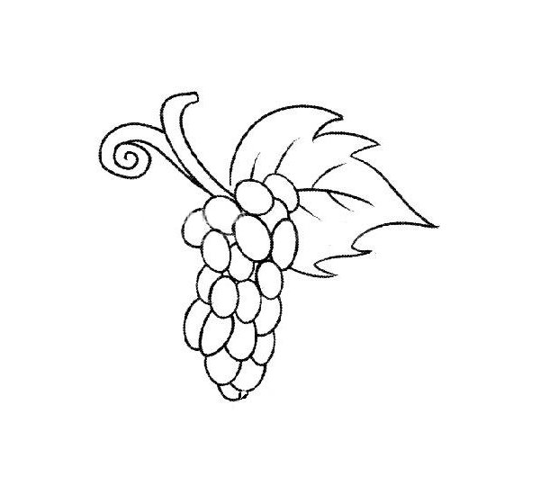 葡萄简笔画图片