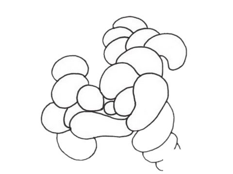 珊瑚简笔画图片大全作品五