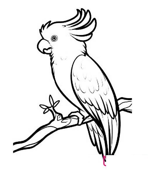 动物简笔画大全,漂亮的鹦鹉简笔画