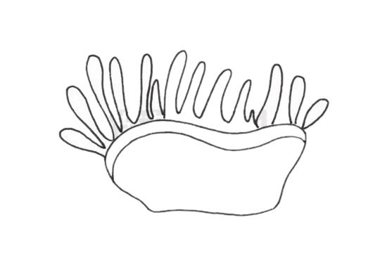 珊瑚简笔画图片大全作品二