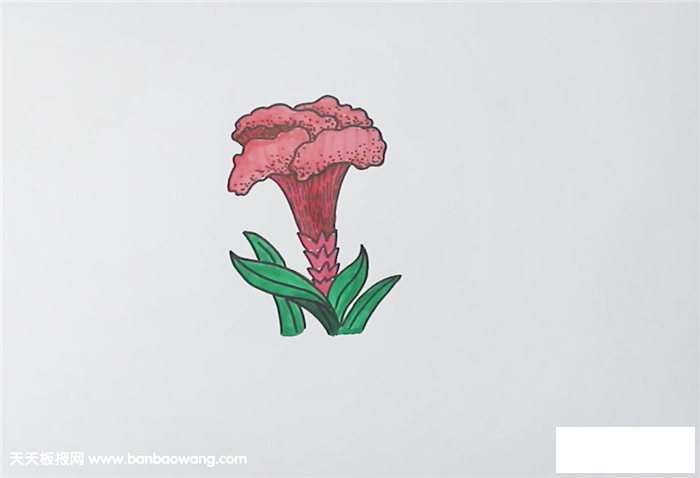 鸡冠花简笔画