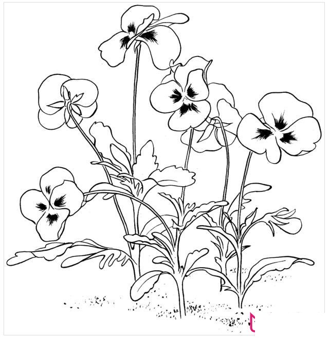 紫罗兰简笔画大全