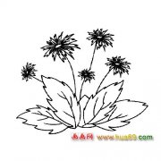 竞相争艳的菊花│花卉简笔画