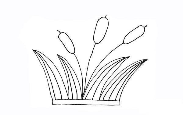 芦苇简笔画