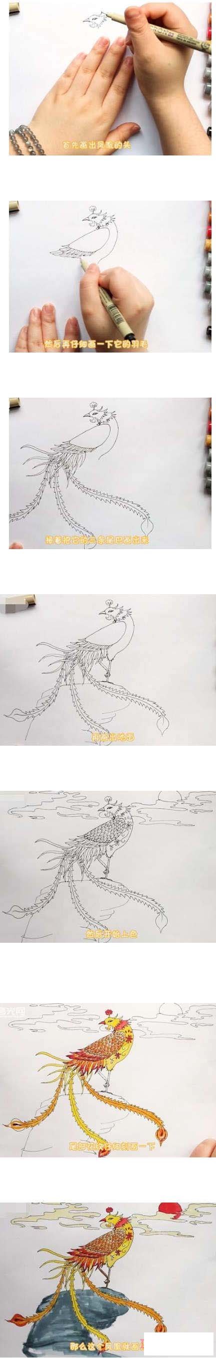 彩色凤凰简笔画画法步骤教程涂颜色